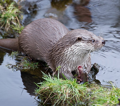 European Otter