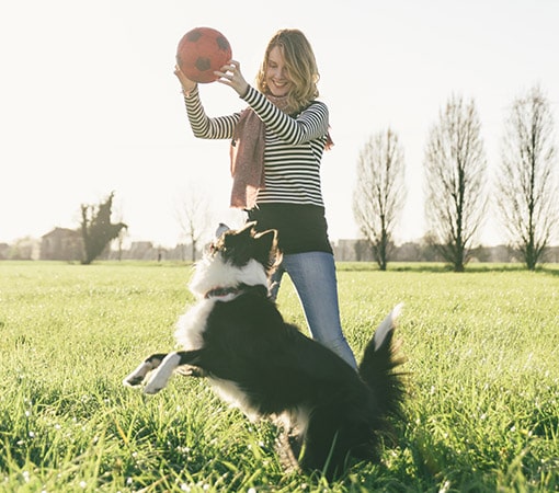 Female Playing With Border Collie