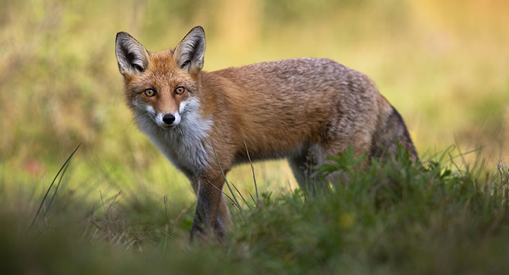 Fox