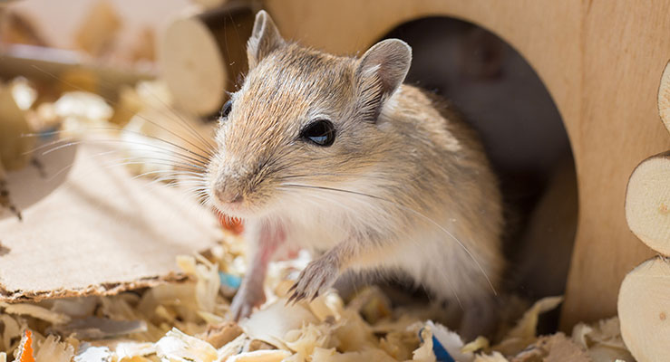 Do Gerbils Make Good Pets? - Pros and Cons of Owning a Gerbil