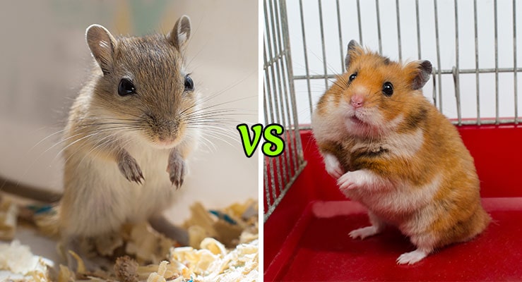 Gerbils Vs Hamsters Which Make Better Pets 