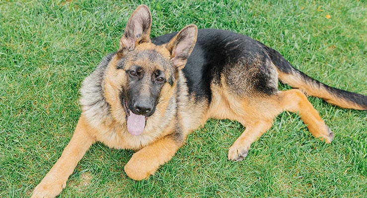 German Shepherd Sheep Herding