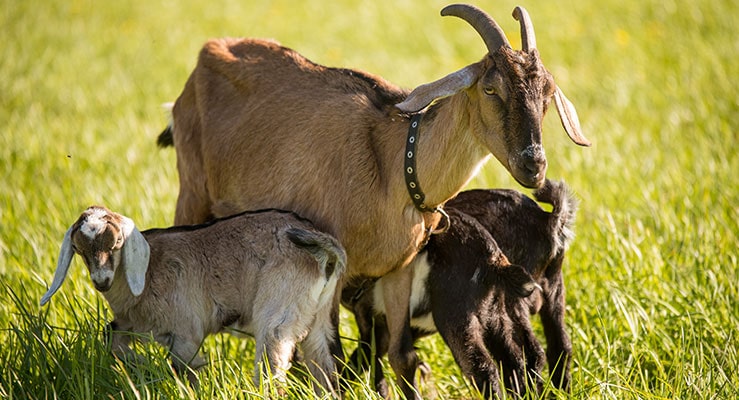 Gestation Calculator For Goats