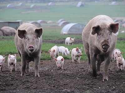 Pigs Gestation Calculator (Sows & Gilts)