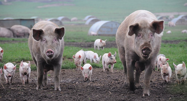 19 Swine Gestation Calculator WallaceDenyn