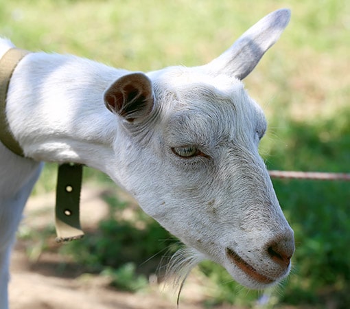 Goats With Beards: Photos Of Bearded Stylish Goats