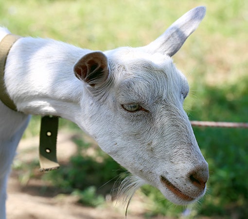 Goat Rare Beard