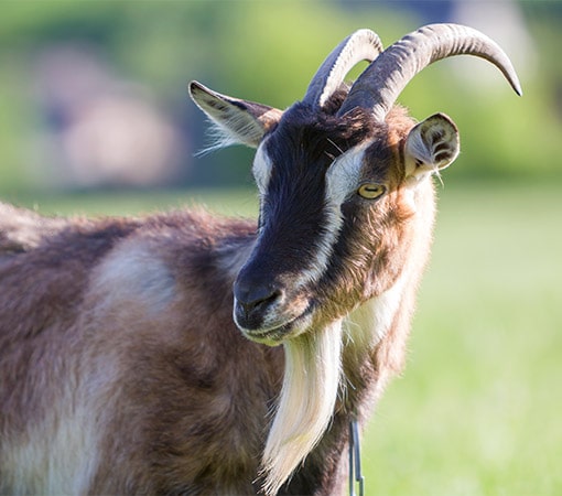 Goat With Cool Beard