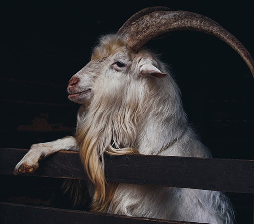 Goat With Long Beard