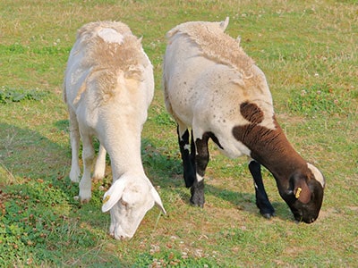 Goat Shedding: 5 Reasons Why Goats Lose Their Hair