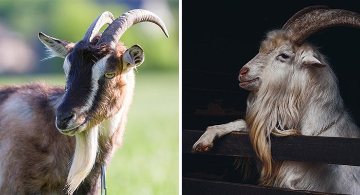 Goats With Beards: Photos Of Bearded Stylish Goats
