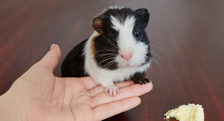 Guinea Pigs as Pets - Pros and Cons