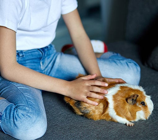 Guinea Pigs Pet For Children