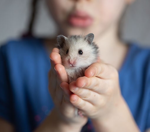 Are Hamsters Good Pets For Children?