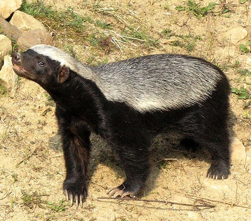 Honey Badger