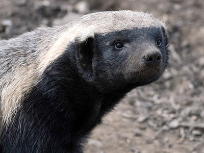 Honey Badgers As Pets - Can Honey Badgers Be Good Family Pets?