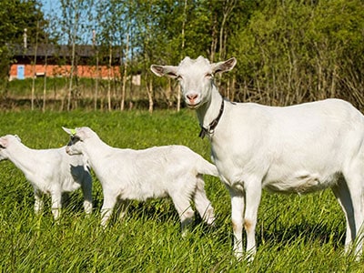 How Soon Can A Goat Get Pregnant After Giving Birth?