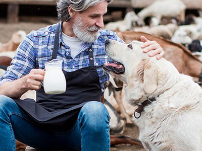 Is Milk Good For Dogs?