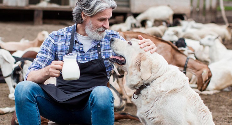 Is Milk Good For Dogs?
