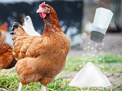 Is Salt Good or Bad For Chickens?