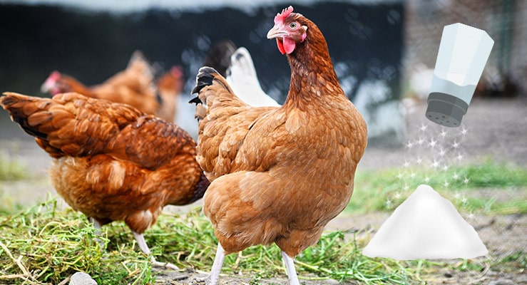 Is Salt Good or Bad For Chickens?