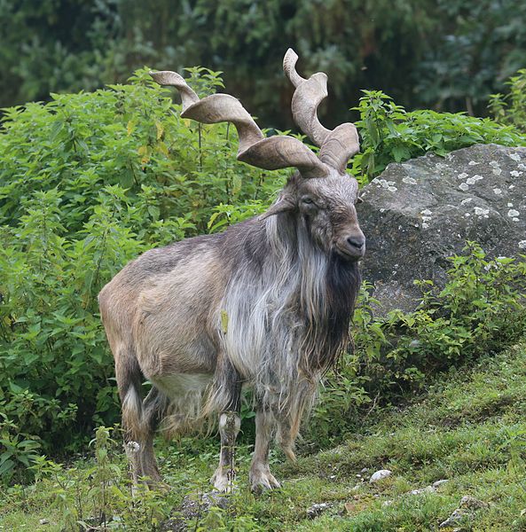 Goats With Beards: Photos Of Bearded Stylish Goats