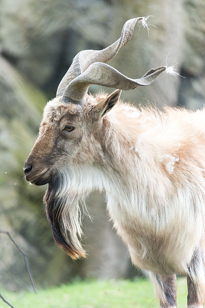 bearded billy goat