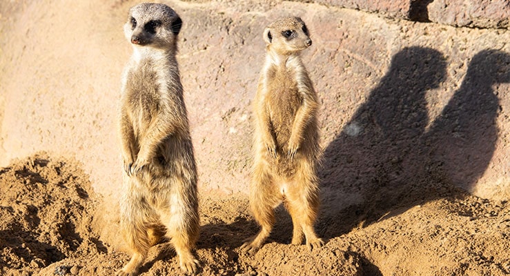 Meerkats