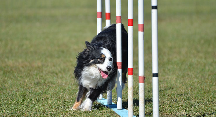 Miniature American Shepherd