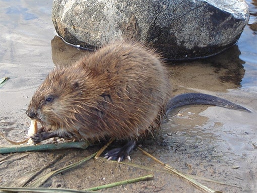 Muskrat