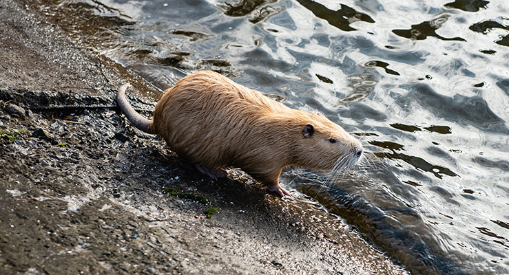 Muskrats As Pets: Can These Rodents Make Good Pets?