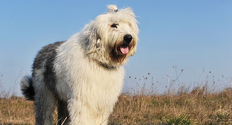 Old English Sheepdog