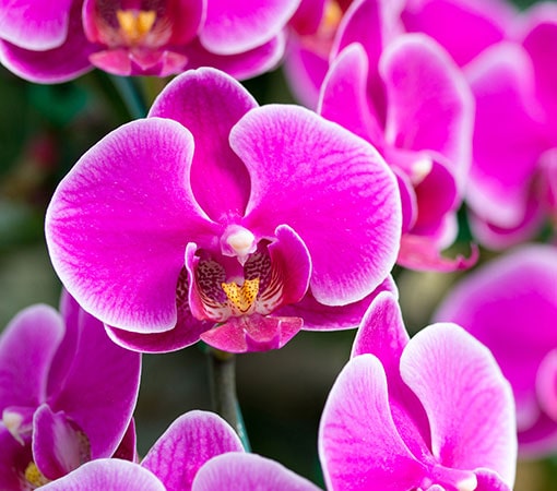 Orchid