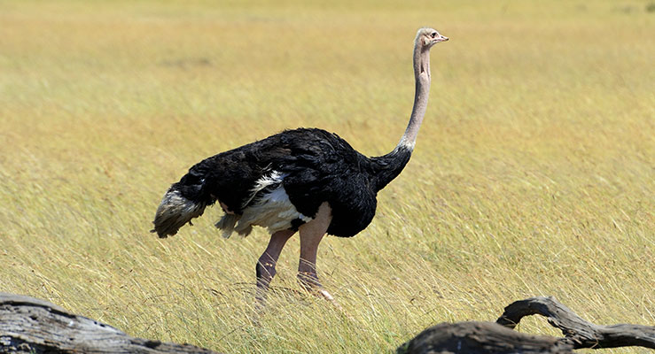 Ostrich