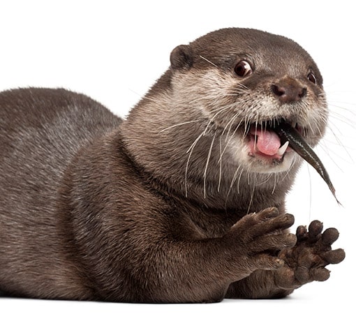 Otter Eating Fish