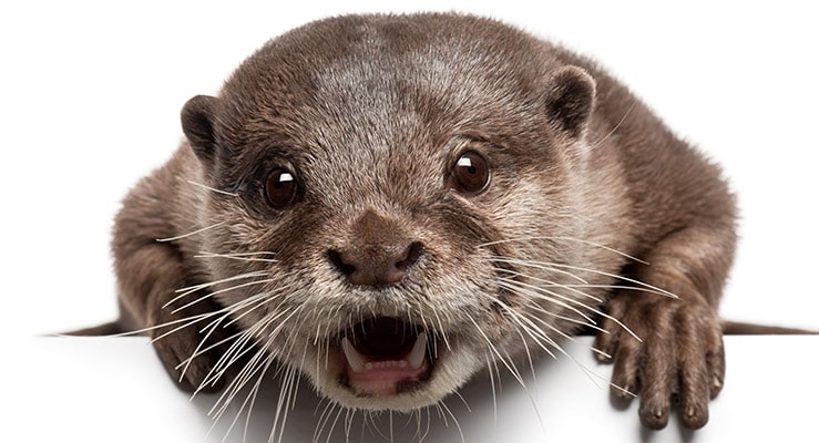 Otters As Pets - Do Otters Make Good Family Pets?