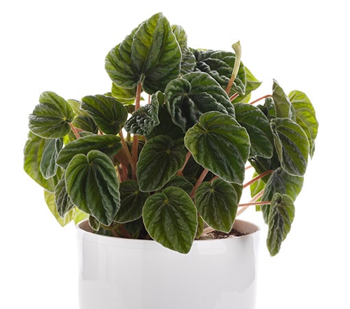 Peperomia