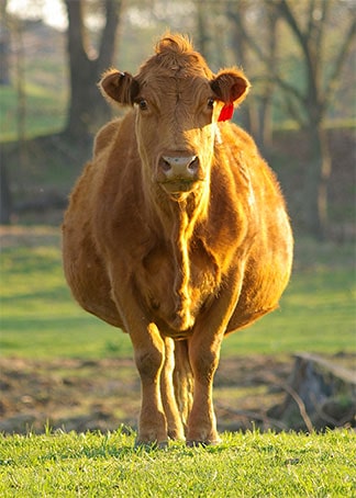 Pregnant Cow