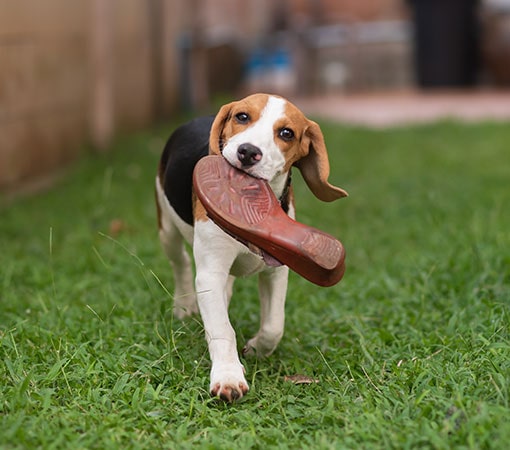 Puppy Running With Shoe