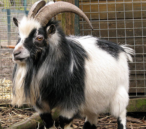 Pygmy Uk Goat Breed