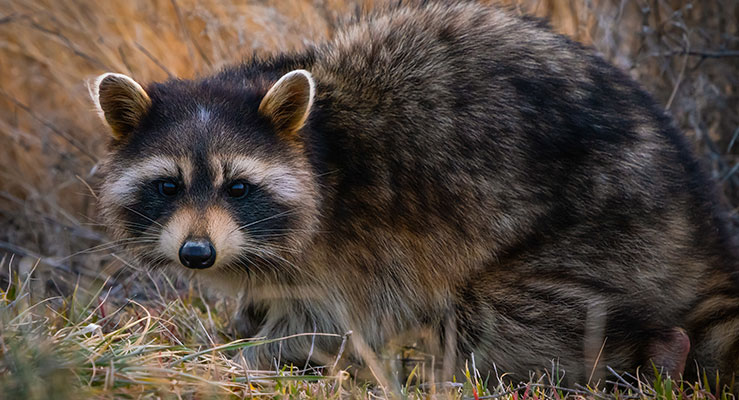 Raccoon