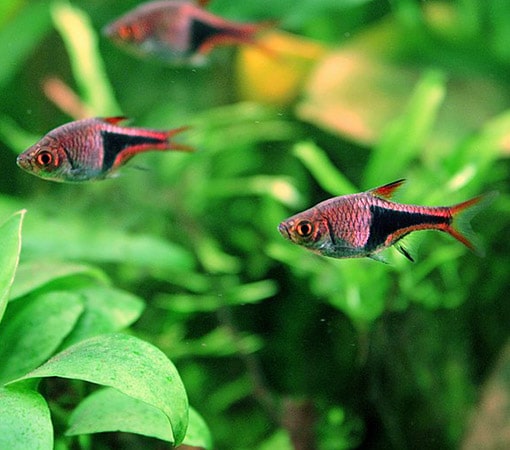 Rasbora