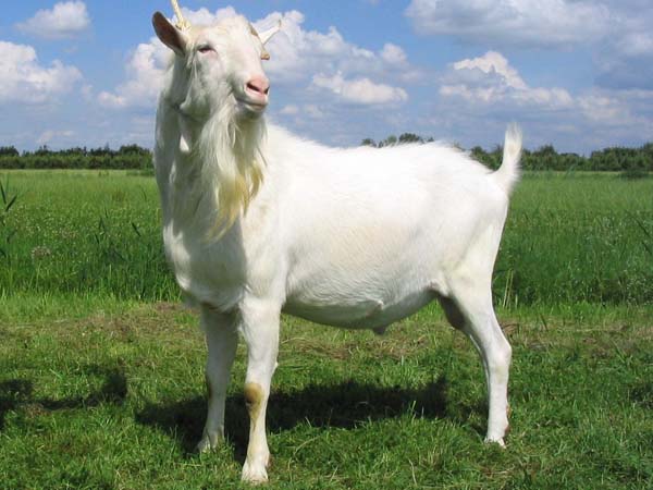 Saanen Goat