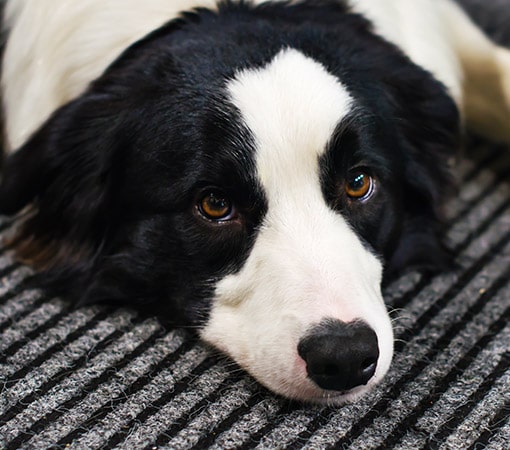 Sad Border Collie Dog