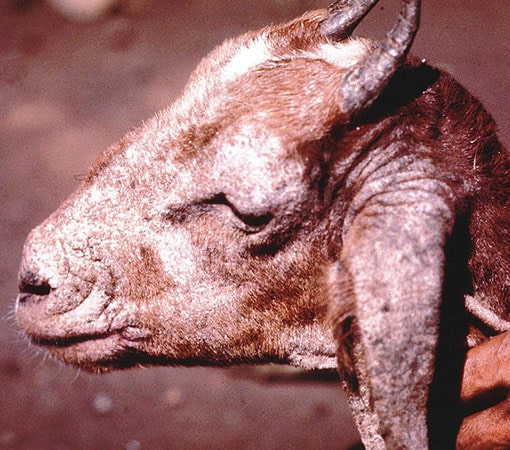 Sarcoptic Mange In Goats