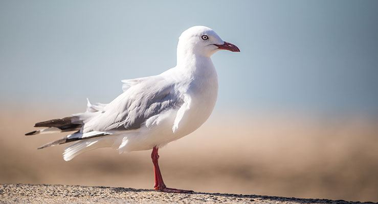 Seagull