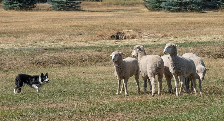10 Best Sheep Herding Dog Breeds