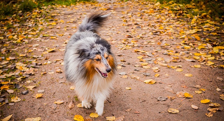 Shetland Sheepdog