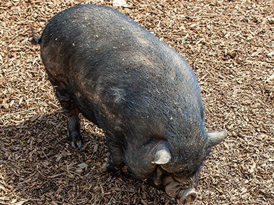 Are Your Pigs Losing Hair? Here Are 3 Possible Causes