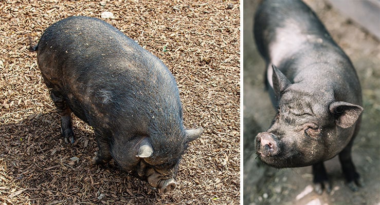 Are Your Pigs Losing Hair? Here Are 3 Possible Causes